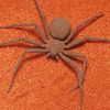 Brown Spider Insect paint by numbers