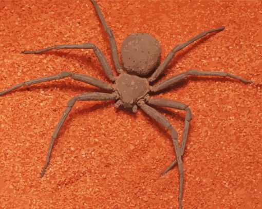 Brown Spider Insect paint by numbers