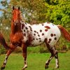 Adorable Appaloosa Horse paint by numbers