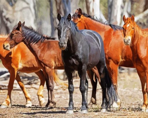Brumby Horses paint by numbers