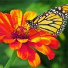 Butterfly On Zinnia paint by numbers