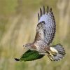 Common buzzard Flying paint by numbers