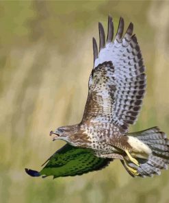 Common buzzard Flying paint by numbers