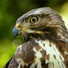 Common buzzard Bird paint by numbers