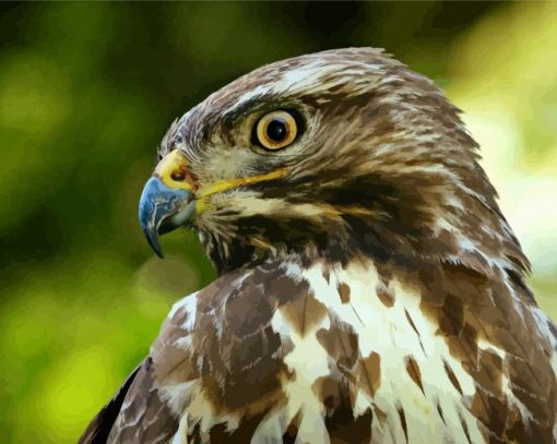 Common buzzard Bird paint by numbers