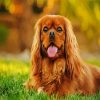 Cavalier King Charles Spaniel paint by numbers