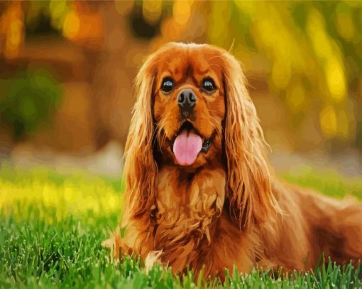 Cavalier King Charles Spaniel paint by numbers