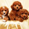 Adorable Cavoodle Puppies paint by numbers
