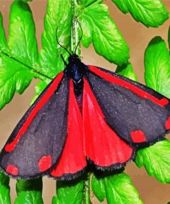 Cinnabar Moth Butterfly paint by numbers