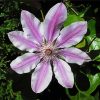Clematis Flowering Plant paint by numbers