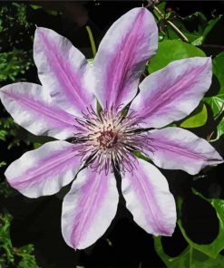 Clematis Flowering Plant paint by numbers
