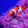 Clownfish Between Anemones paint by numbers