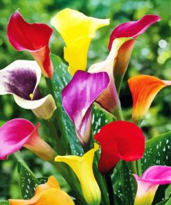 Colorful Calla Lilies paint by numbers