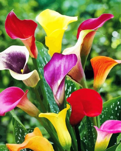 Colorful Calla Lilies paint by numbers