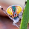Colorful Spider Insect paint by numbers