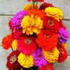 Colorful Zinnias paint by numbers