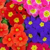 Colorful Primrose Flowers paint by numbers