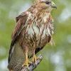 Common Buzzard paint by numbers