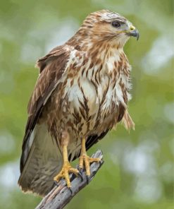 Common Buzzard paint by numbers