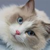 Adorable Ragdoll Cat paint by numbers