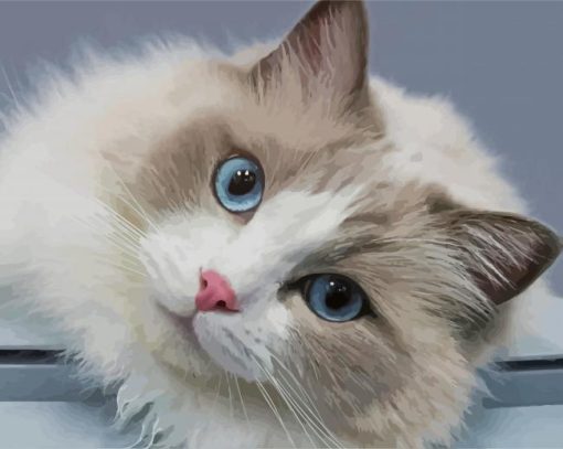 Adorable Ragdoll Cat paint by numbers