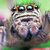 Close Up Cute Spider paint by numbers