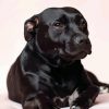 Dark Staffordshire Bull Terrier paint by numbers