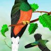 Eared Quetzal Bird Art paint by numbers