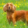 Cute English Cocker Spaniel paint by numbers