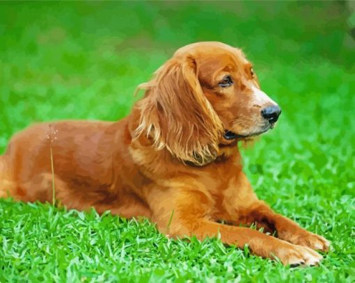English Cocker Spaniel Dog paint by numbers