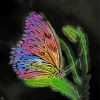 Fantasy Butterfly paint by numbers