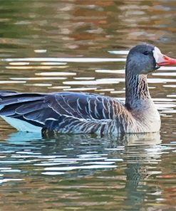 Greater White Fronted Goose pant by numbers