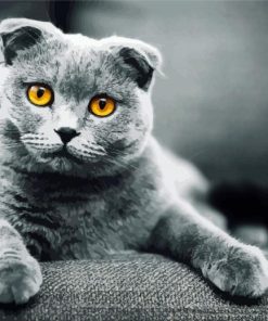 Grey Scottish Fold Cat paint by numbers