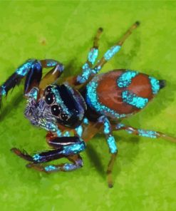 Blue And Brown Spider paint by numbers