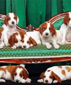 Irish Setters Dogs paint by numbers