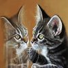 Cute Kitten Reflection paint by numbers