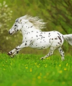 Little Appaloosa Running paint by numbers