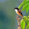 Long Tailed Shrike paint by numbers