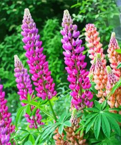 Purple And Pink Lupins paint by numbers