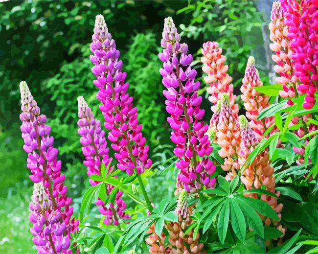 Purple And Pink Lupins paint by numbers