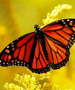 Aesthetic Monarch Butterfly paint by numbers