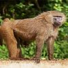 Monkey Baboon Animal paint by numbers