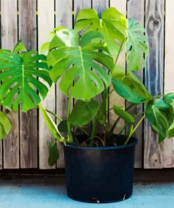 Monstera Plant Pot paint by numbers