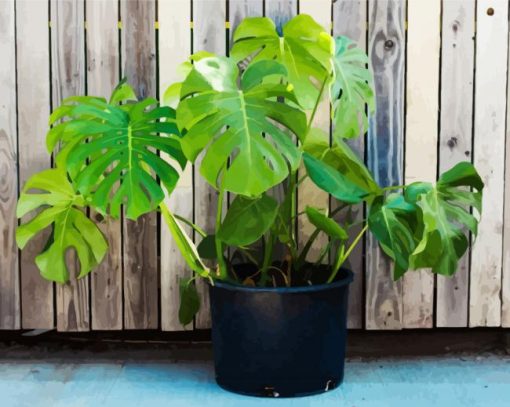 Monstera Plant Pot paint by numbers