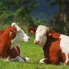Brown And White Montbeliarde Cattle paint by numbers