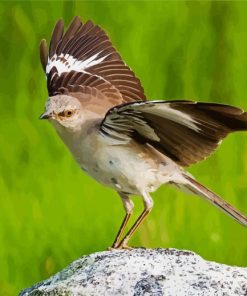 Aesthetic Northern Mockingbird paint by numbers