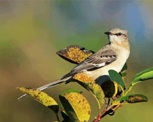 Northern Mockingbird paint by numbers