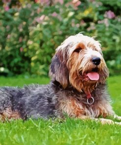 Otterhound Dog paint by numbers