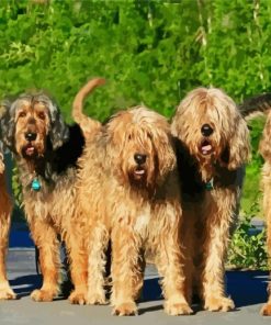 Adorable Otterhound Dogs paint by numbers