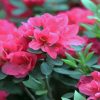 Pink Azaleas Flowers paint by numbers